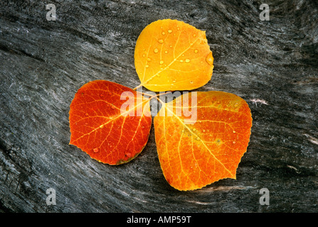 Rosso arancione e giallo aspen lascia formano un meraviglioso pattern su un fuoco rainsoaked registro carbonizzati San Francisco Peaks in autunno Foto Stock