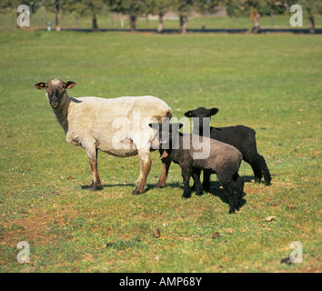 USA OREGON BEND A ewe sheep and her two yearling lambs on a pasture on a small farm near Bend Oregon Foto Stock