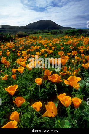 California Poppies bloom a Montana de Oro stato parco vicino alla baia di Moro CA e a sud di Big Sur Foto Stock