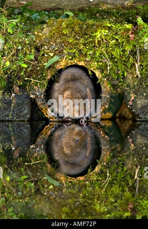 Acqua vole riflessa nel canale della tubazione di drenaggio, REGNO UNITO Foto Stock