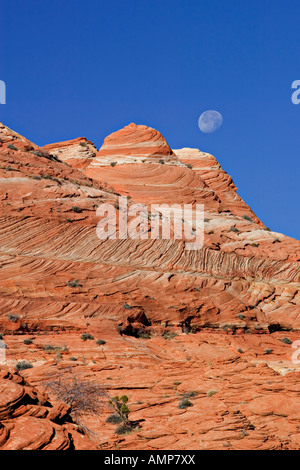 Formazioni di arenaria in Coyote buttes deserto Foto Stock