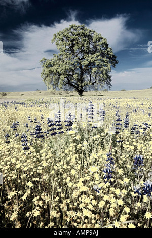 Altered digitalmente, alto contrasto immagine di Lone Tree e coloratissimo bouquet di fiori di primavera della fioritura, Bakersfield, CA Foto Stock