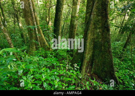 La foresta pluviale tropicale interno, Andasibe-Mantadia Parco nazionale del Madagascar Foto Stock