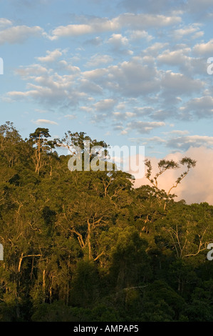 Tramonto nella foresta pluviale, Andasibe-Mantadia National Park, Perinet riserva Madagascar Foto Stock