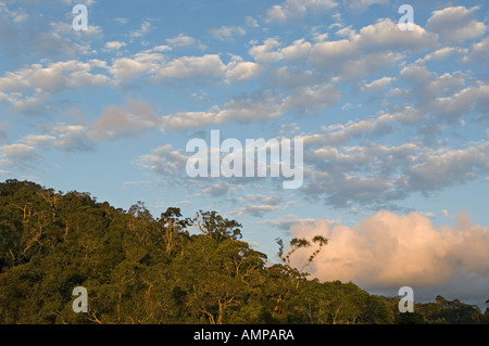 Tramonto nella foresta pluviale, Andasibe-Mantadia National Park, Perinet riserva Madagascar Foto Stock