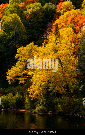 I colori dell'Autunno lungo le rive di Riviere Jacques-Cartier, Jacques Cartier River, nel Parc de la Jacques-Cartier, Quebec, Canada. Foto Stock