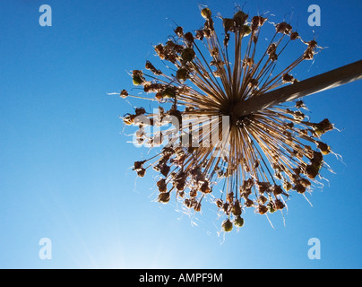 Alium fiore Foto Stock