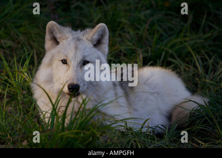 Arctic Wolf, Canis lupus arctos, al Parc Omega in Montebello, Outaouais, Quebec, Canada. Foto Stock