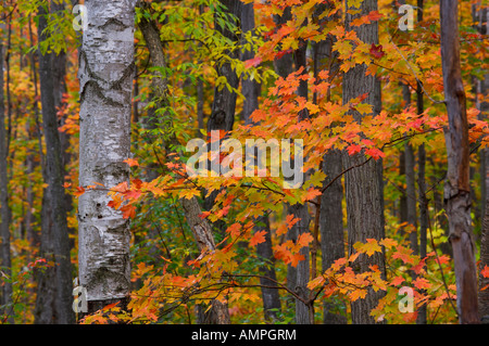 I colori dell'Autunno lungo la strada che porta al Lago di roccia in Algonquin Provincial Park, Ontario, Canada. Foto Stock