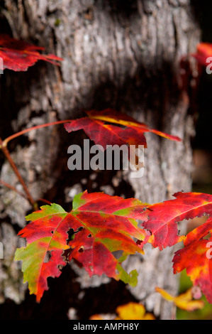 Vivacemente colorato foglie lungo il Whiskey Rapids Trail durante la caduta di Algonquin Provincial Park, Ontario, Canada. Foto Stock