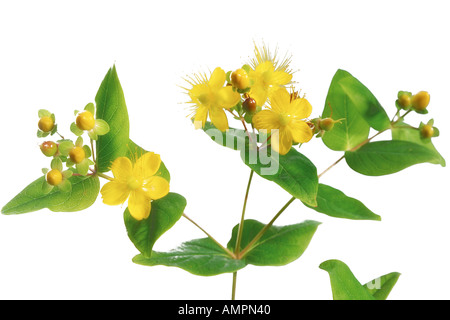 Erba di San Giovanni (Hypericum perforatum), close-up Foto Stock