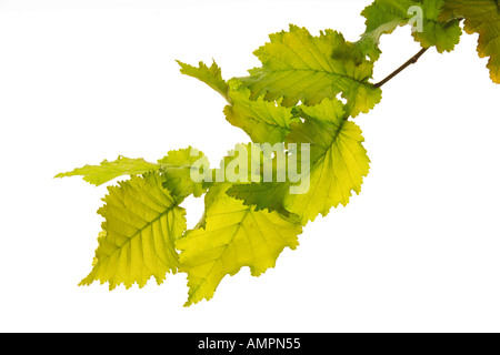 Foglie di olmo, Ulmus Foto Stock