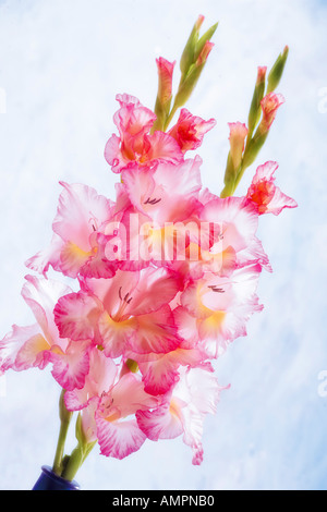 Gladiolus Foto Stock