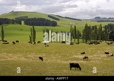 Terreni agricoli del Waitaki Valley, North Otago, Isola del Sud, Nuova Zelanda Foto Stock