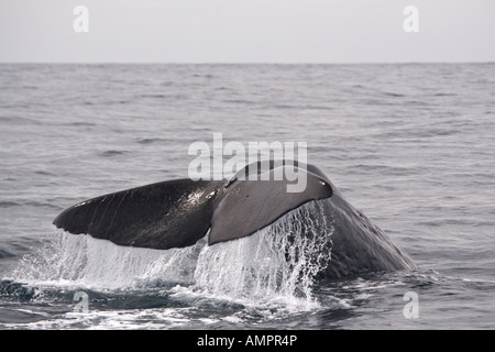 Sperma balena denominato escursione a doppio spiovente con avvistamento di balene di Kaikoura, Kaikoura, South Island, in Nuova Zelanda. Foto Stock