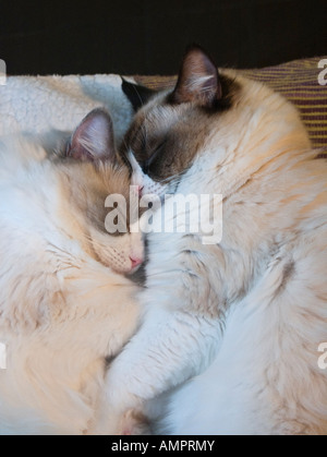 Due giovani stanchi gattini Ragdoll addormentato accoccolato insieme in Englandg Foto Stock