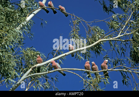 Australia, Galahs, cacatua Foto Stock