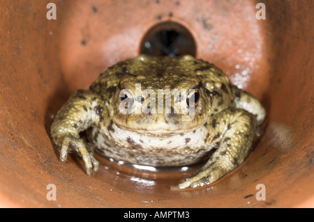 Il rospo comune Bufo bufo in vaso da fiori in terracotta NORFOLK REGNO UNITO Agosto Foto Stock