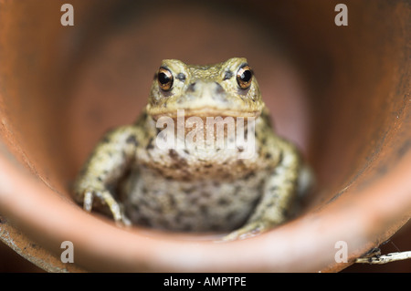 Il rospo comune Bufo bufo in vaso da fiori in terracotta NORFOLK REGNO UNITO Agosto Foto Stock