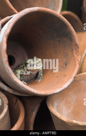 Il rospo comune Bufo bufo in vaso da fiori in terracotta NORFOLK REGNO UNITO Agosto Foto Stock