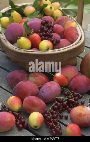 Appena raccolto selezione di casa coltivati frutta morbida, comprese le mele, susine, ribes rosso e bacche, Inghilterra, Agosto Foto Stock