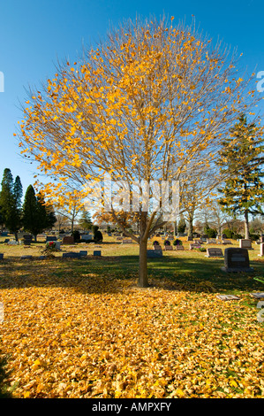 In autunno i colori dell'autunno in Michigan con foglie sul terreno Foto Stock