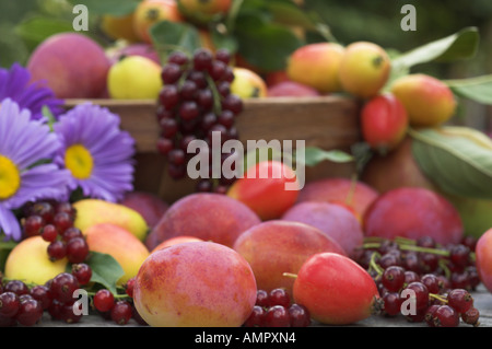 Appena raccolto selezione di casa coltivati frutta morbida, comprese le mele, susine, ribes rosso e bacche, Inghilterra, Agosto Foto Stock