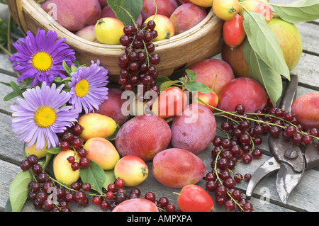 Appena raccolto selezione di casa coltivati frutta morbida, comprese le mele, susine, ribes rosso e bacche, Inghilterra, Agosto Foto Stock