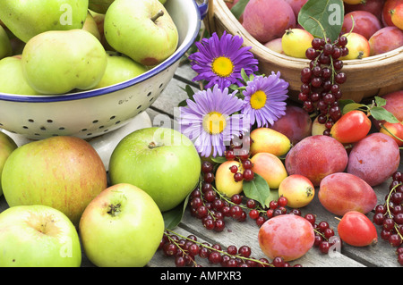 Appena raccolto selezione di casa coltivati frutta morbida, comprese le mele, susine, ribes rosso e bacche, Inghilterra, Agosto Foto Stock