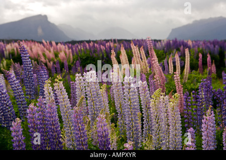 Campo di lupini di Russell, Lupinus polyphyllus, Eglinton River Valley, Parco Nazionale di Fiordland, South Island, in Nuova Zelanda. Foto Stock