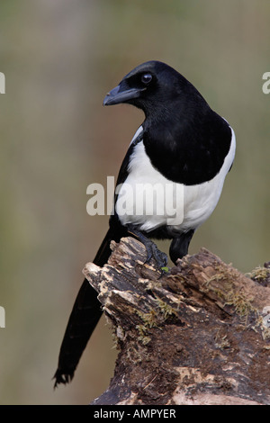 Gazza Pica pica sul log cercando alert Potton Bedfordshire Foto Stock