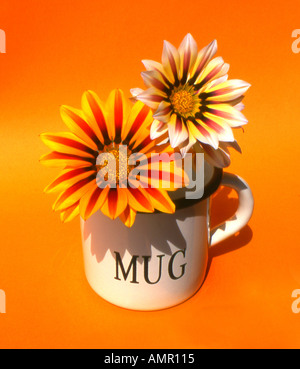 Tesoro fiori in Mug (Gazania Tiger strisce) con sfondo arancione a Roquebrune Cap Martin, Cote d Azur, Francia Foto Stock