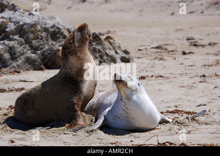 La Nuova Zelanda i leoni di mare (noto anche come Hooker di leoni di mare), Molyneux Bay, Otago, Isola del Sud, East Coast, Nuova Zelanda. Foto Stock