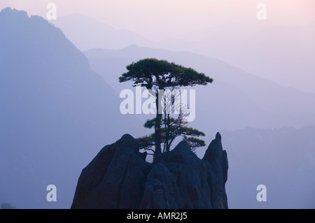 Pino, Nuvola Bianca Scenic Area, Huangshan, provincia di Anhui, Cina Foto Stock