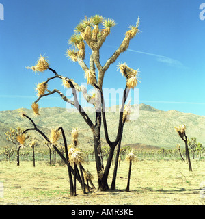 Joshua Tree National Monument Foto Stock