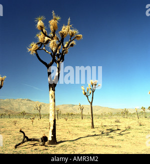 Joshua Tree National Monument Foto Stock