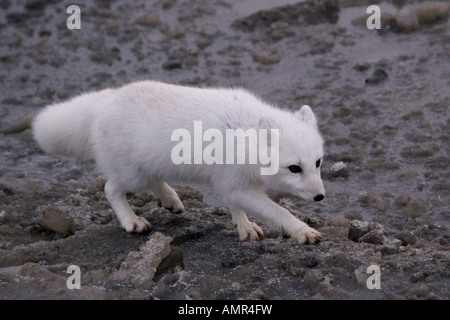 Volpe Artica, Alopex lagopus, rovistando nella tundra in The Churchill Wildlife Management Area,Churchill, Manitoba, Canada. Foto Stock