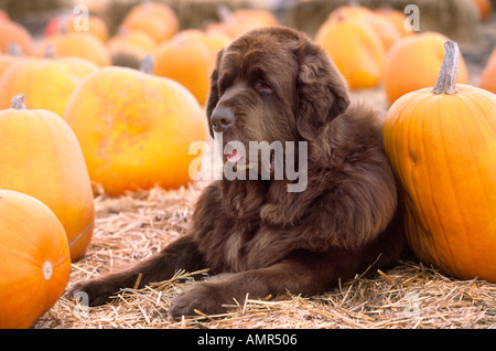 Razza del cane di Terranova in appoggio in zucca patch Foto Stock