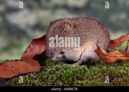 Corto-tailed Vole Microtus agrestis su moss pietra coperto con foglie morte Potton Bedfordshire Foto Stock