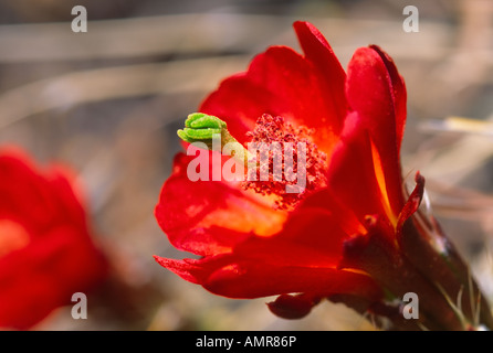 Estate Claret Cup Cactus fiori fioriscono può thru Luglio in aperto pendii rocciosi e cenge in Arizona Foto Stock