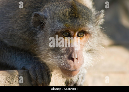 Lunga coda Macaque monkey Uluwatu o Ulu Watu tempio indù Bali Indonesia Foto Stock