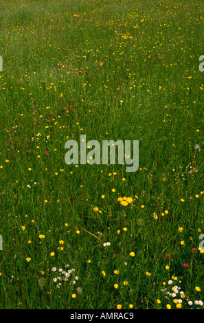 Prato di erbe e fiori selvatici Wiltshire, Inghilterra Foto Stock