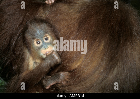 Bambino di Orang Utan Foto Stock