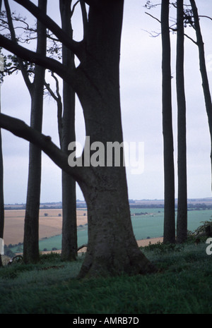 Silhouette di un tronco di albero e si dirama in una collina Wiltshire sito beacon Inghilterra Foto Stock
