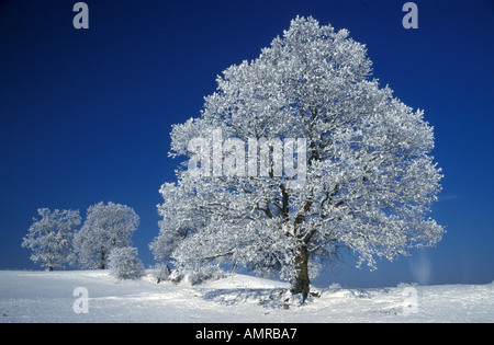Germania, foresta nera coperta di neve alberi Foto Stock