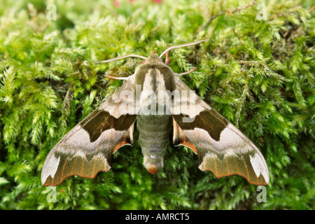 Lepidottero di falco di calce Foto Stock