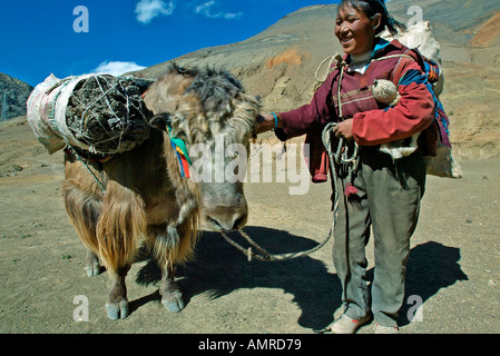 Donna tibetana con yak trasportare pacchi di essiccato sterco di yak per il carburante Foto Stock