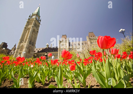 Canada Ontario, Ottawa, Parliament Hill, Tulip Festival 2004, MAGGIO Foto Stock