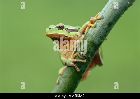 Albero di rospo Foto Stock