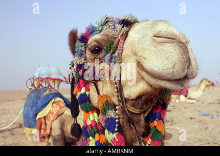Cammello nel deserto, Dubai, Emirati Arabi Uniti Foto Stock